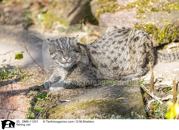 Fischkatze / fishing cat / DMS-11201