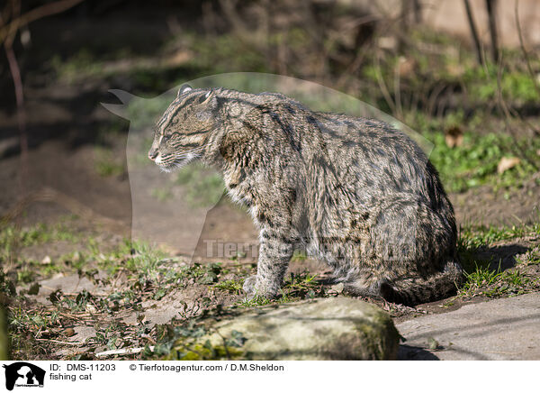Fischkatze / fishing cat / DMS-11203