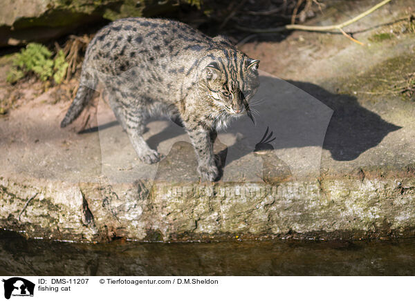 Fischkatze / fishing cat / DMS-11207
