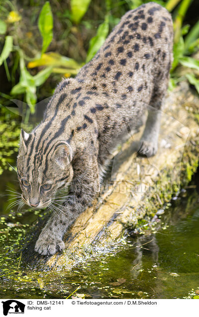 Fischkatze / fishing cat / DMS-12141