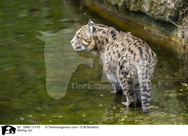 Fischkatze / fishing cat / DMS-12143