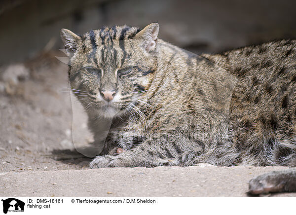 Fischkatze / fishing cat / DMS-18161