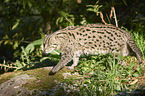 fishing cat