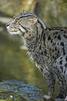 fishing cat