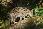 fishing cat