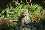 fishing cat