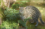 fishing cat