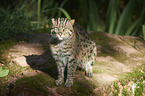 fishing cat