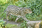 fishing cat