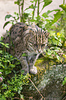 fishing cat