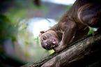 Fossa