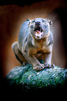 Fossa