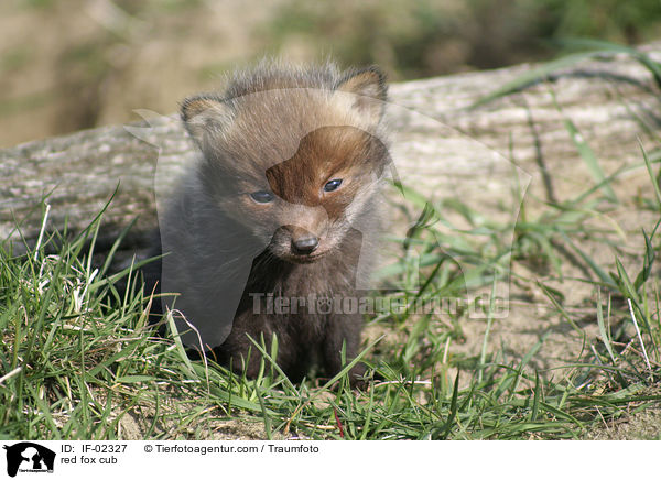 red fox cub / IF-02327