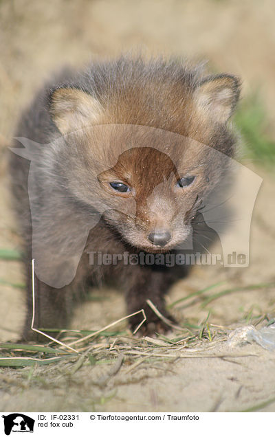 red fox cub / IF-02331