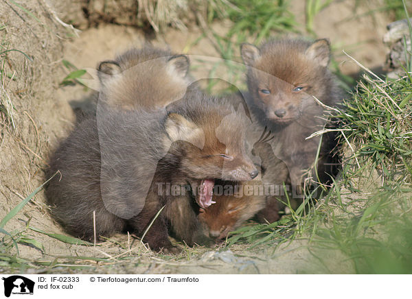 Rotfuchs Junges / red fox cub / IF-02333