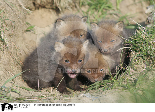 Rotfuchs Junges / red fox cub / IF-02334