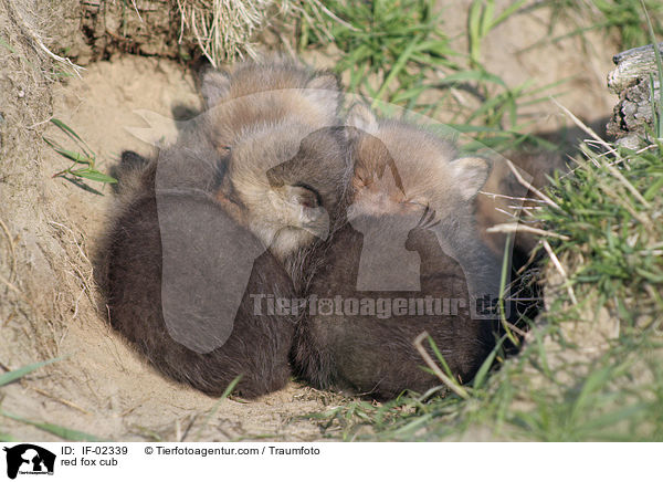 Rotfuchs Junges / red fox cub / IF-02339