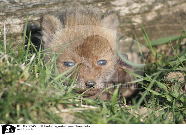 Rotfuchs Junges / red fox cub / IF-02345