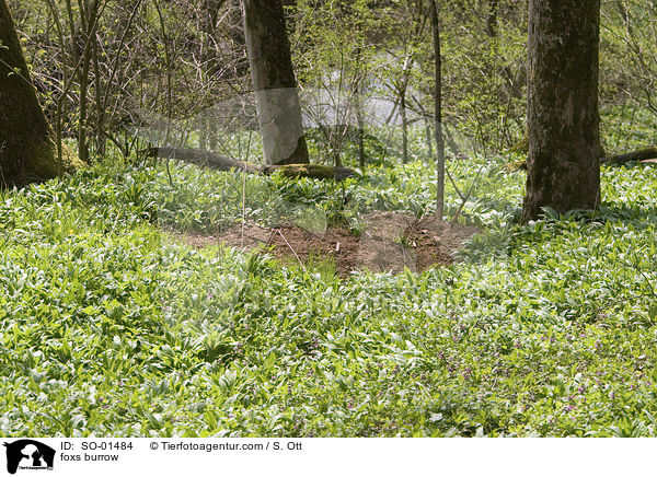 Fuchsbau / foxs burrow / SO-01484