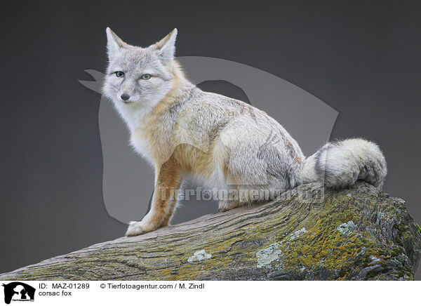 corsac fox / MAZ-01289