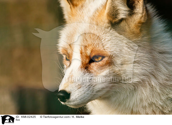 Fuchs / fox / KMI-02425