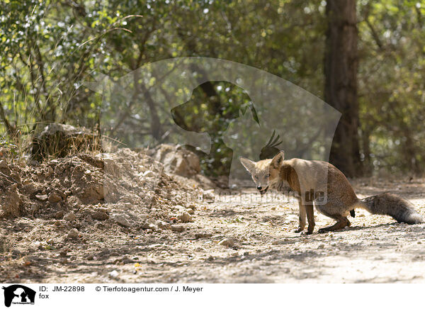 Fuchs / fox / JM-22898