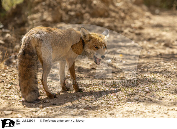 Fuchs / fox / JM-22901