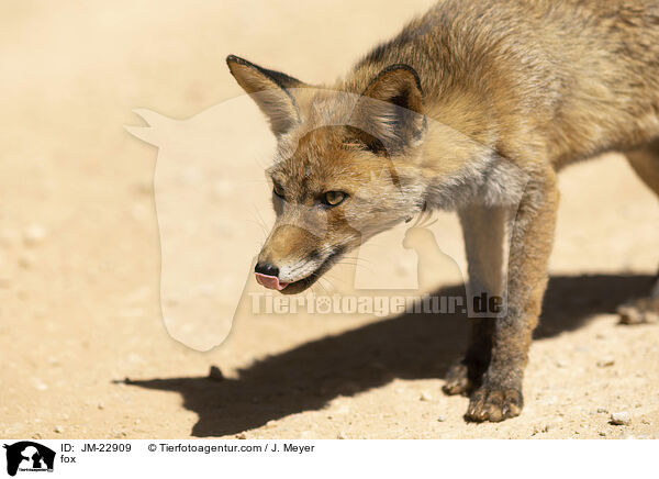 Fuchs / fox / JM-22909