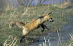 red fox