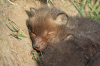 red fox cub