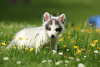 fox cub