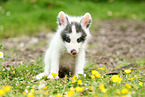 fox cub