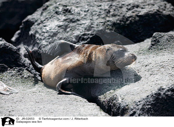 Galapagos sea lion / JR-02653