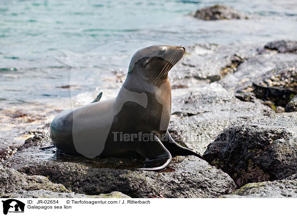 Galapagos sea lion / JR-02654
