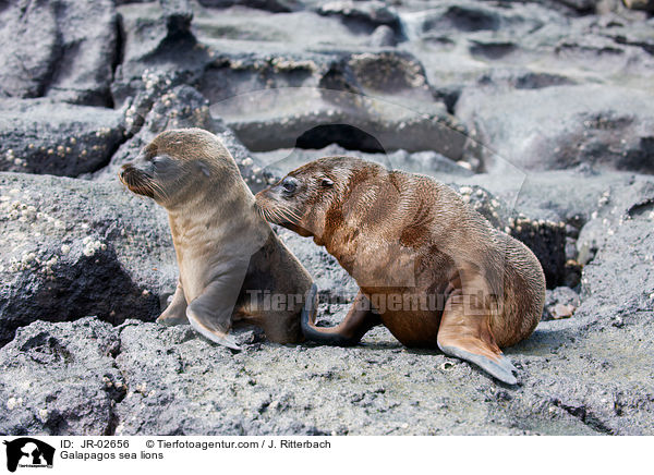 Galpagos-Seelwen / Galapagos sea lions / JR-02656