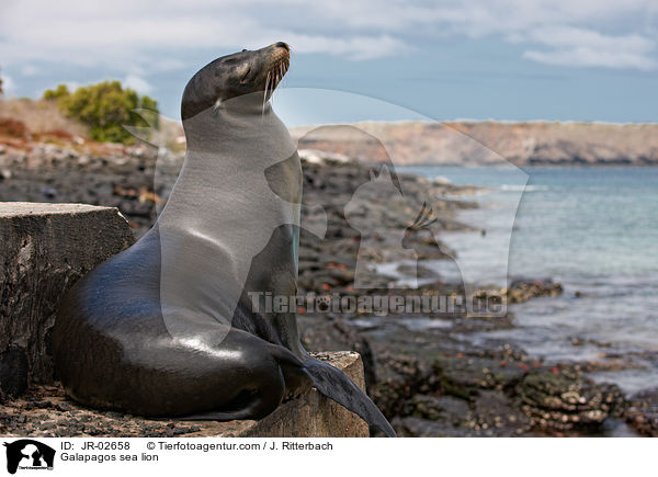 Galapagos sea lion / JR-02658
