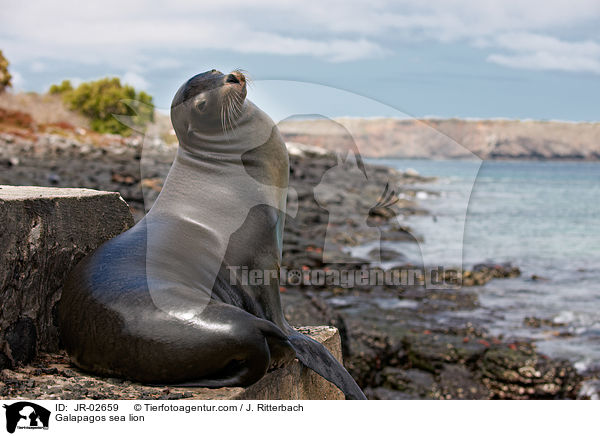 Galapagos sea lion / JR-02659