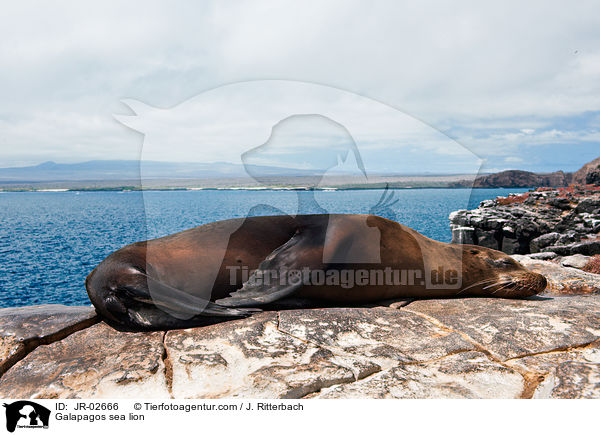 Galpagos-Seelwe / Galapagos sea lion / JR-02666