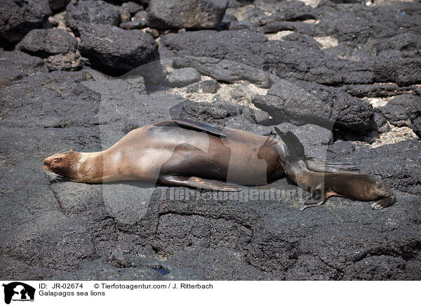 Galpagos-Seelwen / Galapagos sea lions / JR-02674