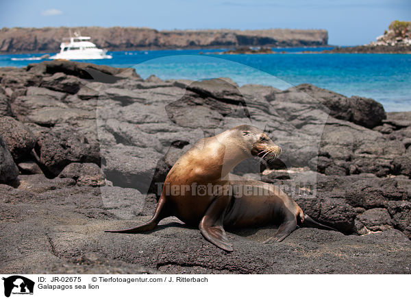 Galapagos sea lion / JR-02675