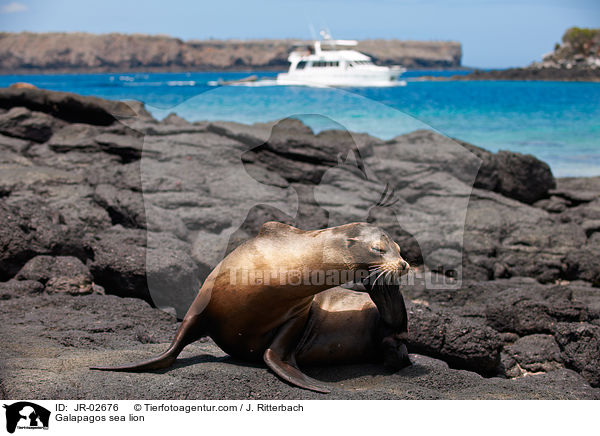 Galapagos sea lion / JR-02676