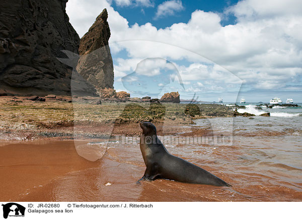 Galpagos-Seelwe / Galapagos sea lion / JR-02680