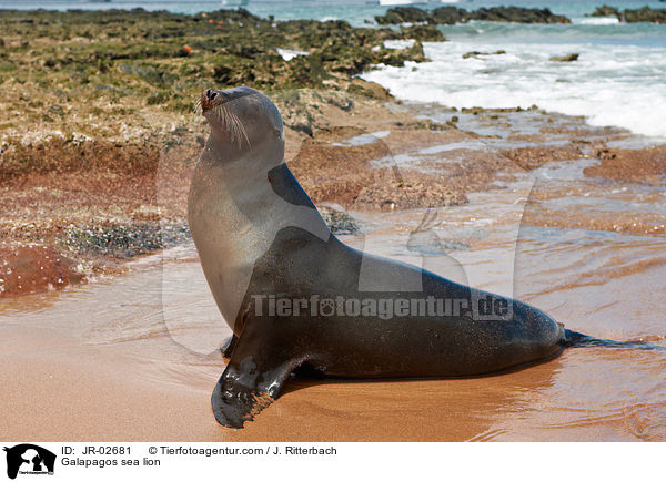 Galapagos sea lion / JR-02681