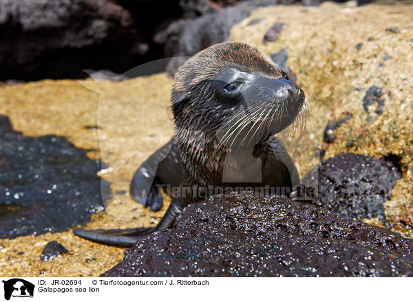 Galapagos sea lion / JR-02694