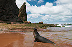 Galapagos sea lion
