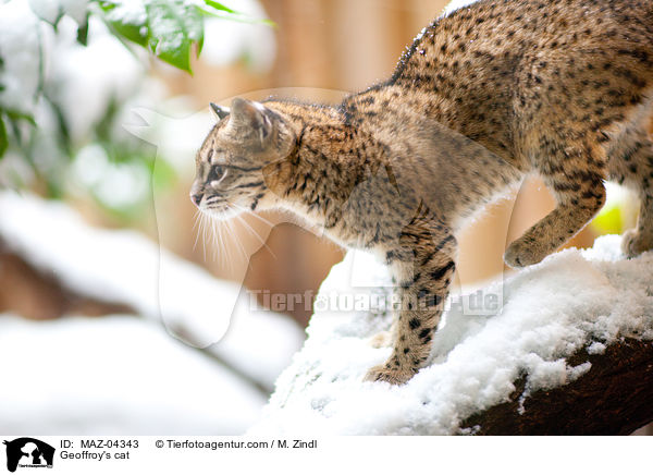 Geoffroy's cat / MAZ-04343