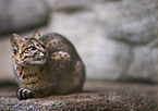 Geoffreys cat