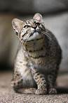 Geoffreys cat