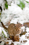 Geoffroy's cat