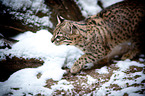 Geoffroy's cat